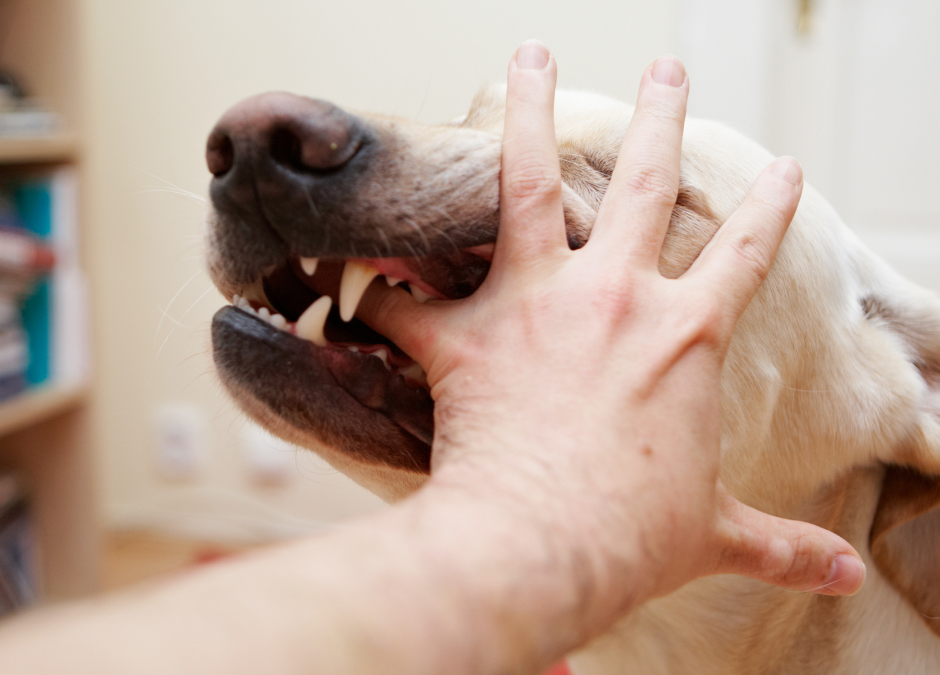 Dog Bite Prevention Tips