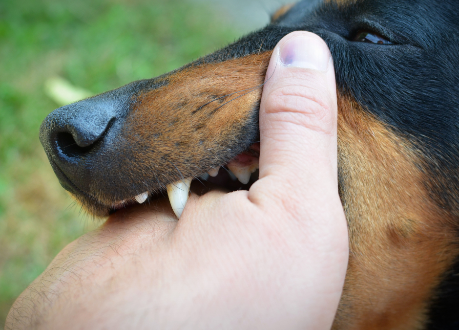  All You Need to Know About Dog Bite Attorneys